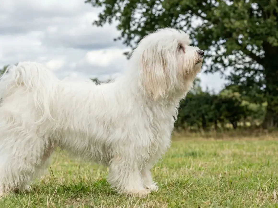 En ståtlig bichon havanais vuxen står i en grönskande äng, med en stor ek i bakgrunden.