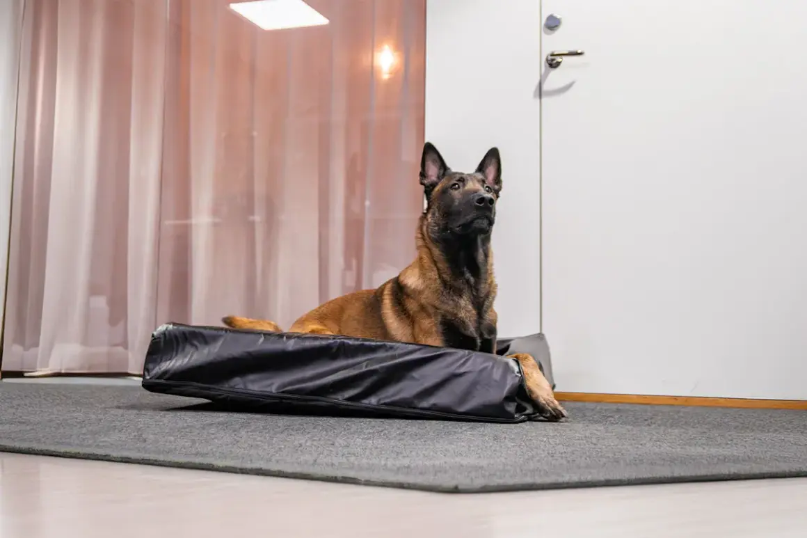Belgisk vallhund vilar på vad som ser ut att vara den bästa hundbädden, en svart, vadderad bädd på en grå matta.