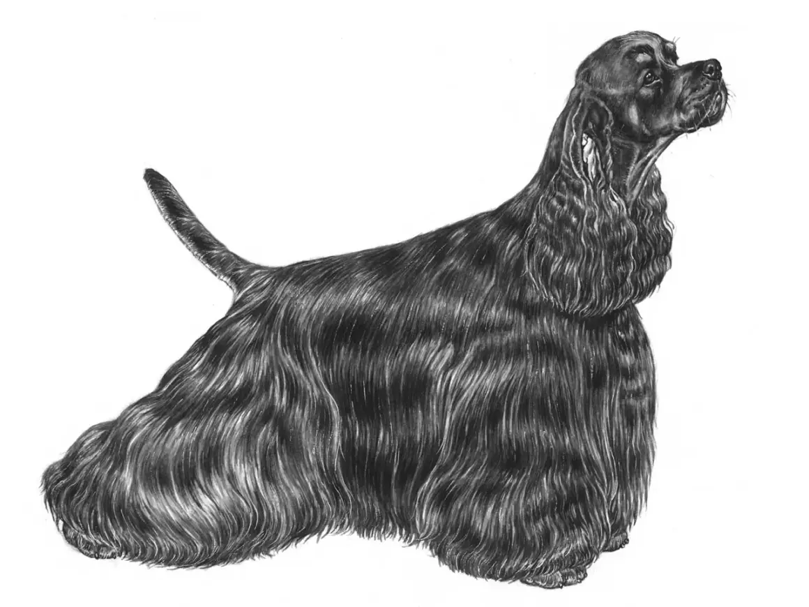 En detaljerad blyertsteckning av en svart cocker spaniel i full profil. Hunden har lång, vågig päls och tittar uppåt med en elegant hållning, vilket ger en känsla av dess cocker spaniel storlek.