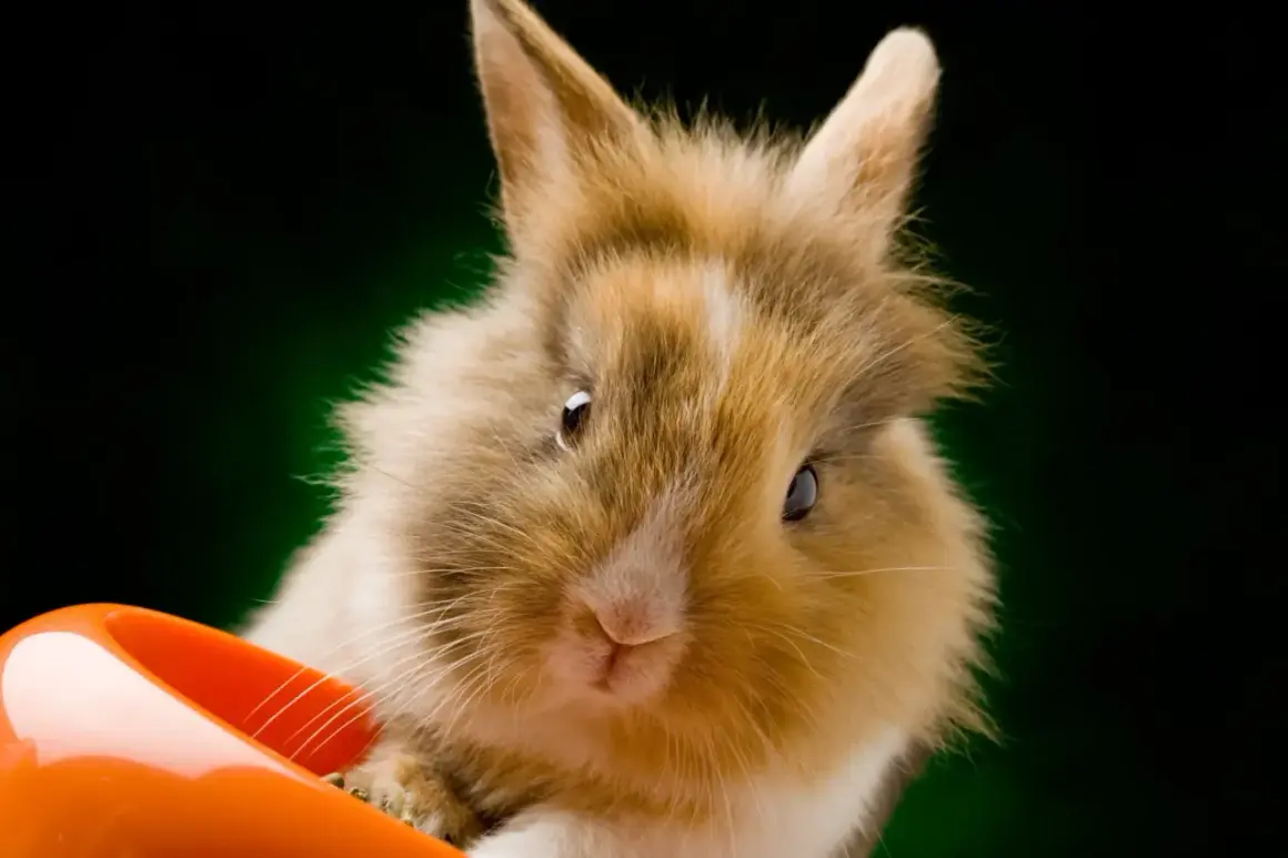Söt kanin med fluffig päls tittar fram ur en orange skål. Kanske letar den efter kirskål?