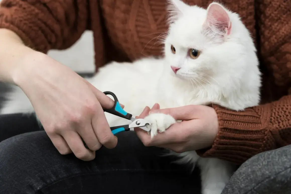 En person klipper klorna på en vit katt. En guide till hur klipper man klorna på en katt.