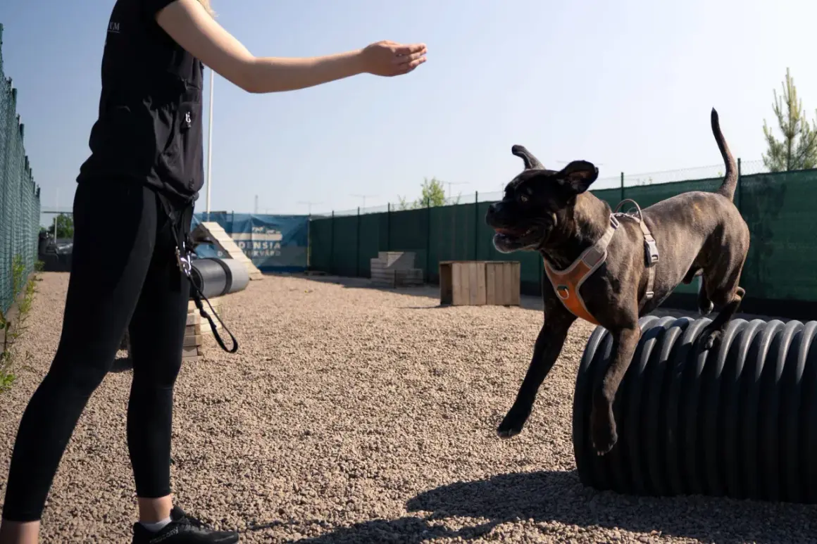 Hund hoppar över ett rör på en hundträning. En person sträcker ut handen, redo att belöna hunden för att aktivera hund mentalt.