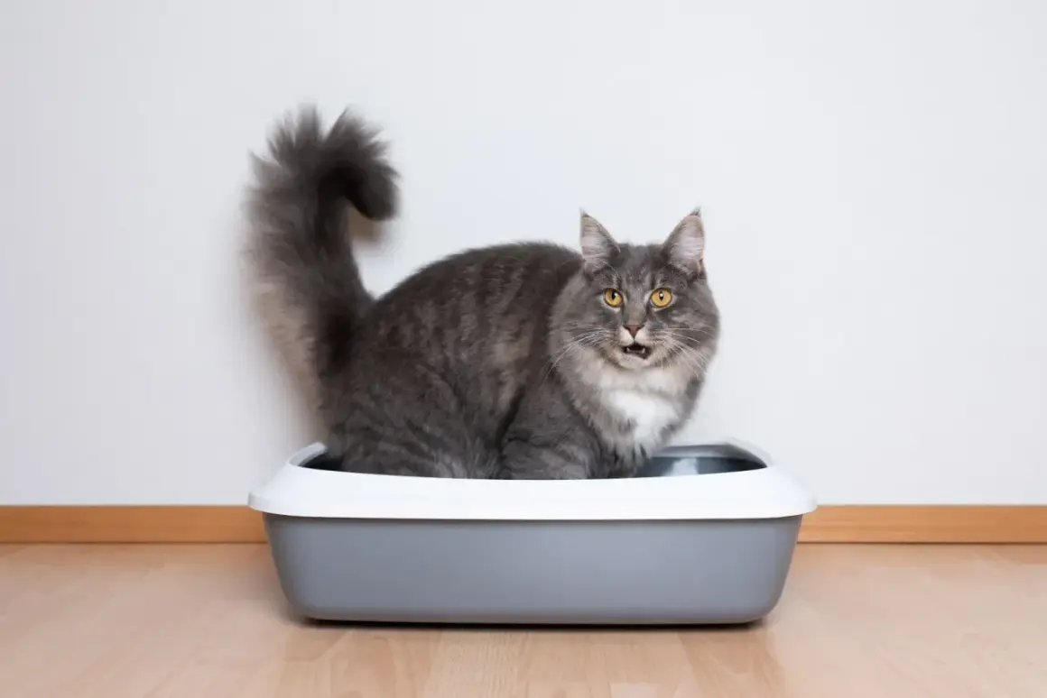 Grå katt med fluffig svans sitter i en kattlåda utan tak och tittar förvånat mot kameran.