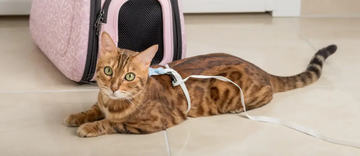 En bengalisk katt med gröna ögon ligger på ett ljusbeige golv, redo för äventyr med sin katt i koppel och en rosa transportbur i bakgrunden.