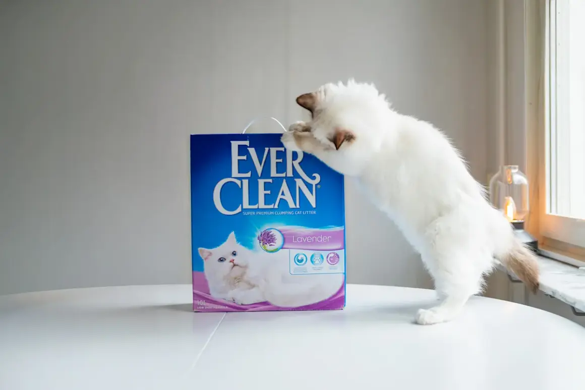 En vit kattunge klöser på en låda med Ever Clean lavendeldoftande kattsand, den bästa kattsanden för en ren och fräsch hemmiljö.