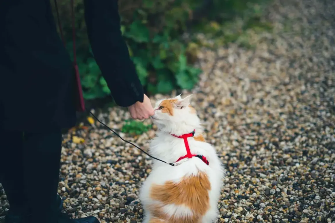 En person klappar en katt med en röd, bekväm sele, som verkar vara den bästa kattsele för en trygg promenad.