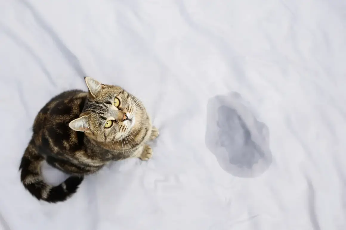 En katt sitter på ett vitt lakan bredvid en kissfläck. Undrar du hur mycket kissar en katt?