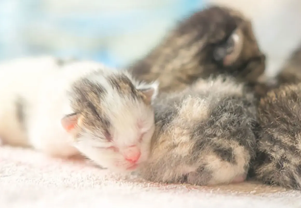 Söta kattungar, kanske 14 veckor gamla, sover tätt tillsammans. En vit och grå kattunge ligger längst fram.