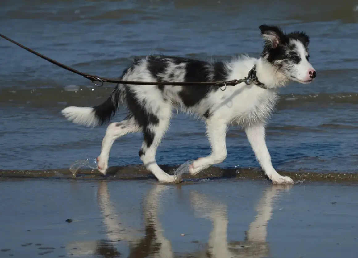 En border collie svart och vit springer i vattenbrynet.
