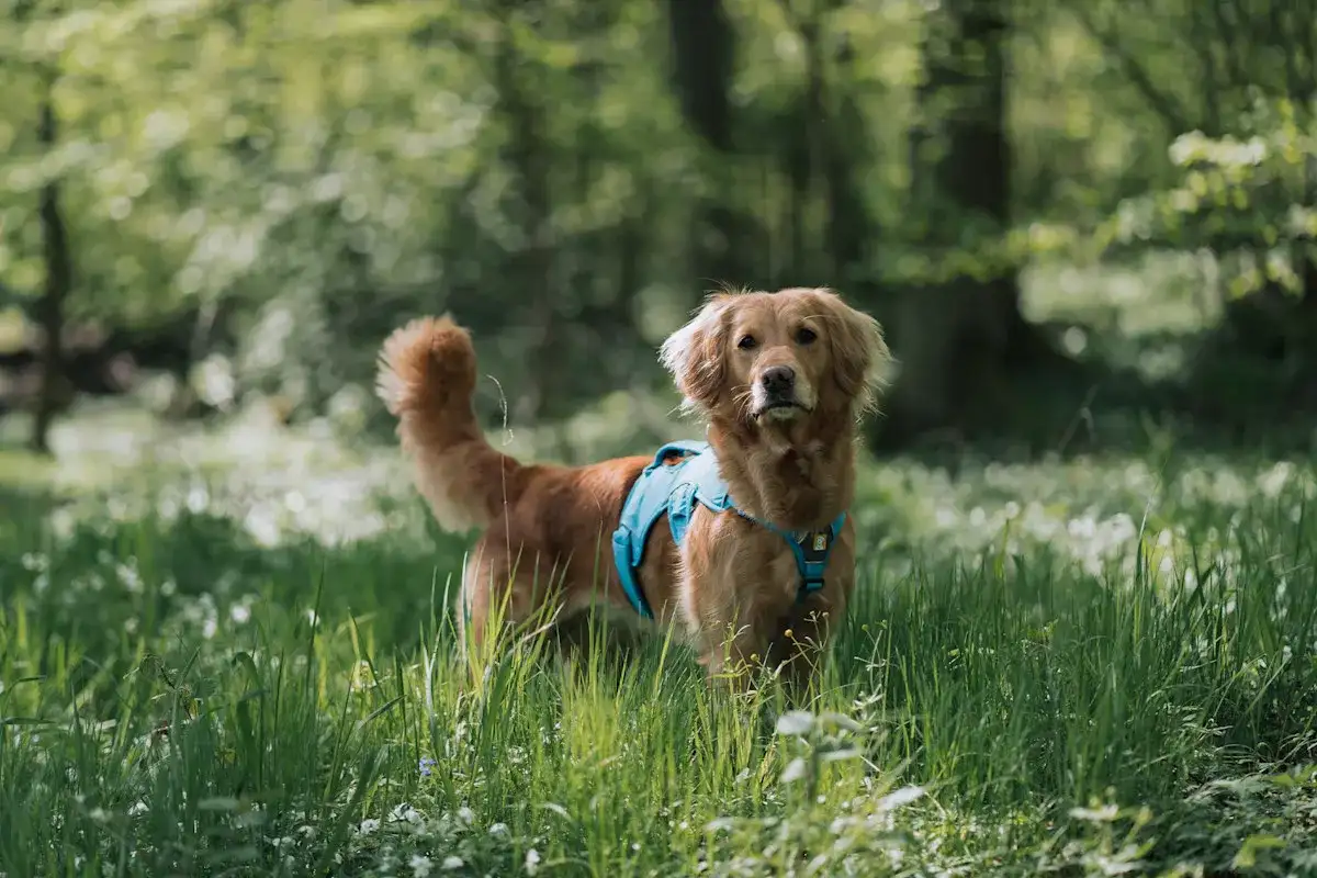 Golden retriever - passar rasen din vardag?