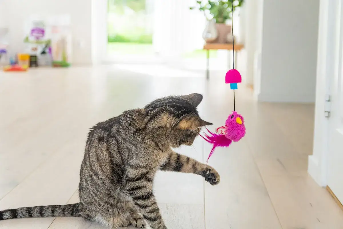 Aktivera innekatt - 3 nycklar till en gladare katt