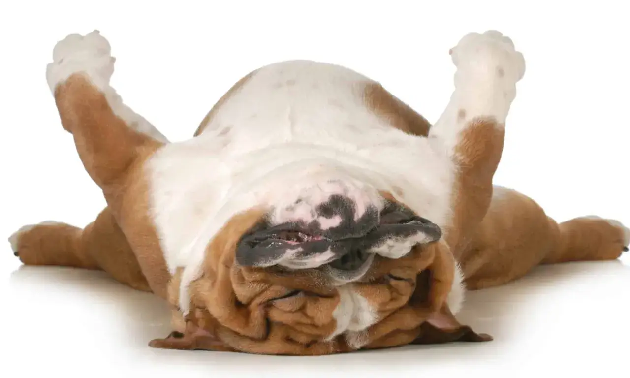 En hund sover p&aring; rygg, med tassar upp&aring;t. Den ser ut att dr&ouml;mma s&ouml;tt.