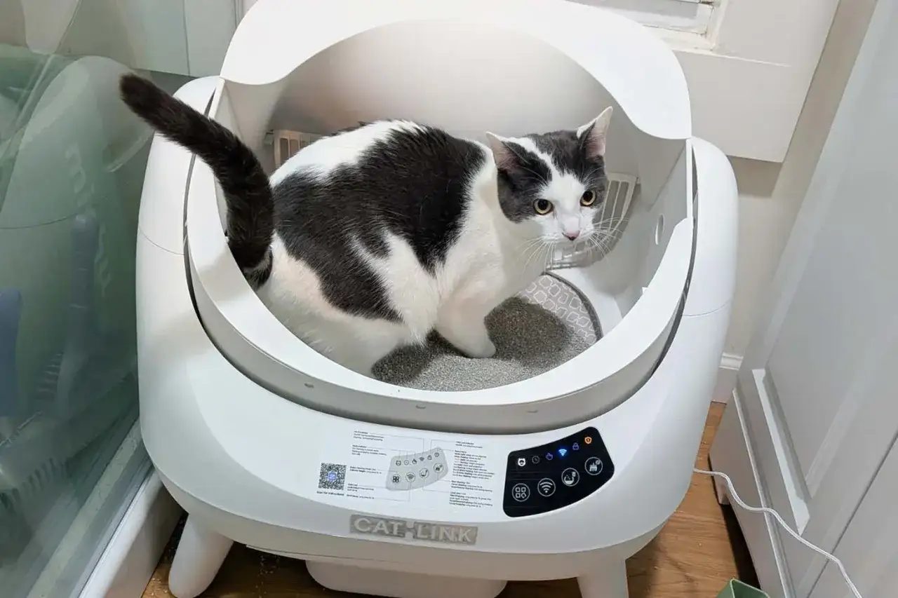 En gråvit katt sitter i en självrengörande kattlåda, bäst i test. Den moderna lådan har en tydlig kontrollpanel.