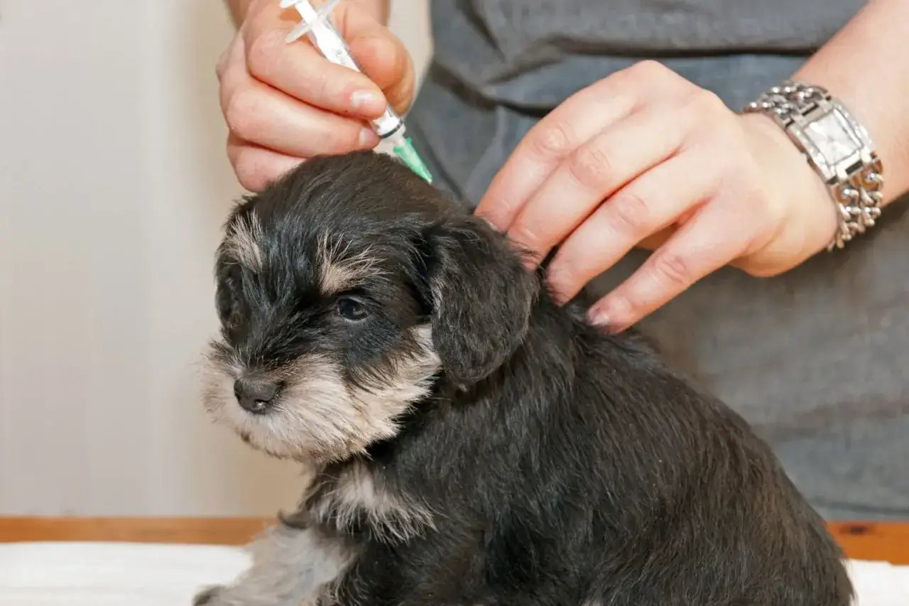 En valp får vaccination. Frågan om hur ofta vaccinera hund är viktig för dess hälsa.