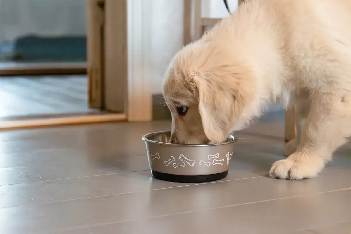 Söt golden retriever-valp äter ur sin matskål. Hur ofta ska en valp matas?