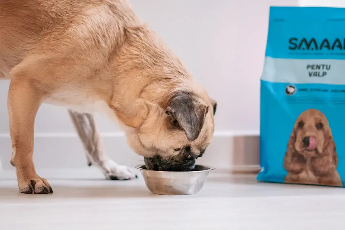 En hund &auml;ter ur en sk&aring;l bredvid en p&aring;se med SMAAK PENTU VALP. Detta kan vara det b&auml;sta hundfodret f&ouml;r k&auml;nslig mage.