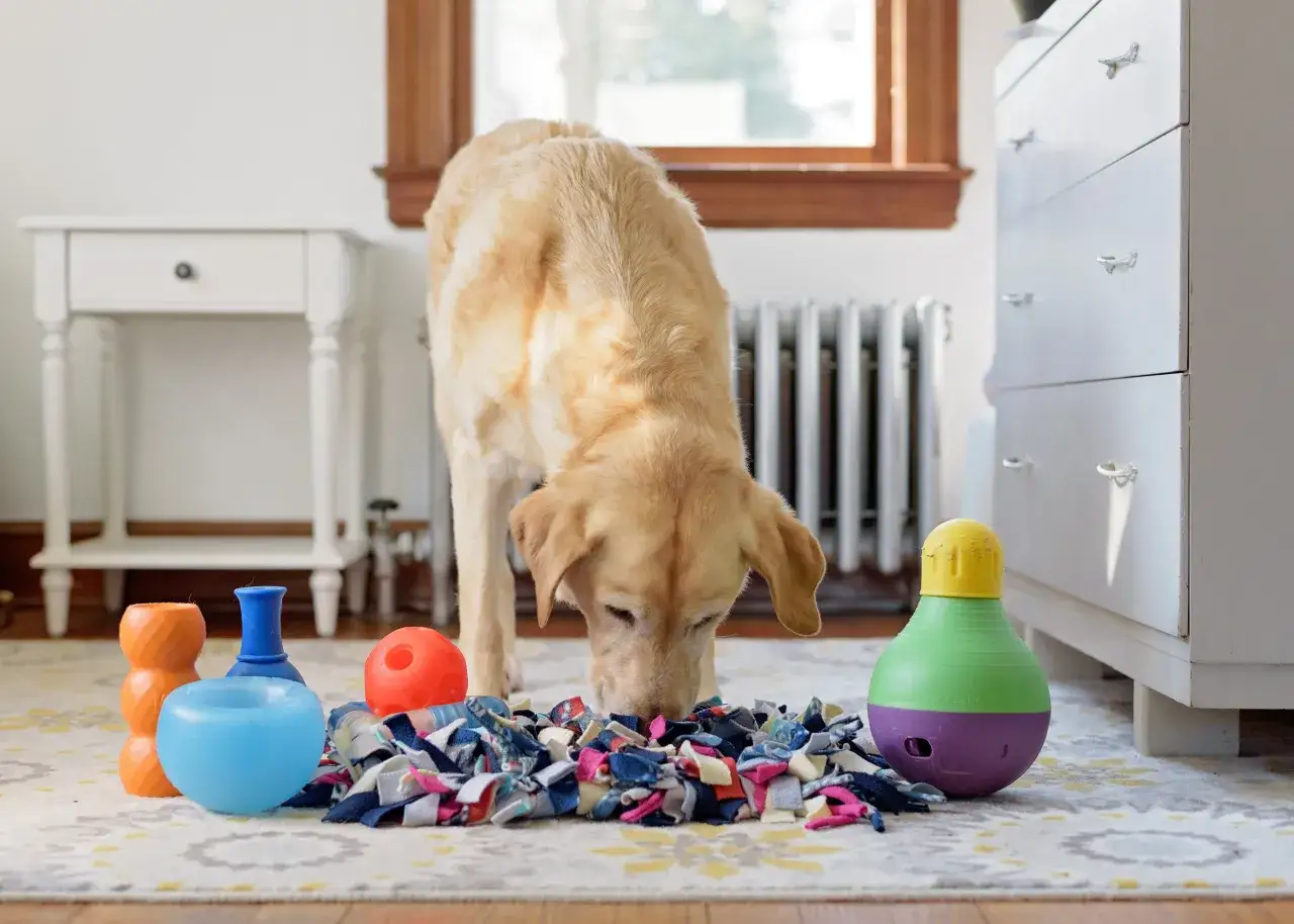 En gul labrador nosar i en aktiveringsmatta f&ouml;r att aktivera hund inomhus. Flera leksaker ligger utspridda.