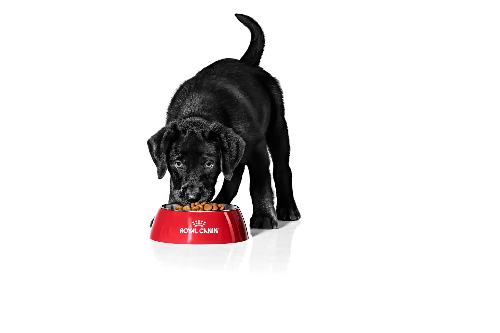 Svart valp, 10 veckor, äter ur en röd skål med Royal Canin-logga. Perfekt mat för en växande hund.