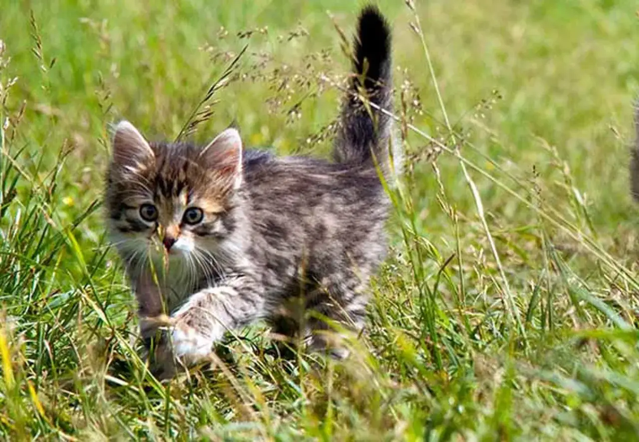 Söt kattunge i gräset, redo att adoptera.
