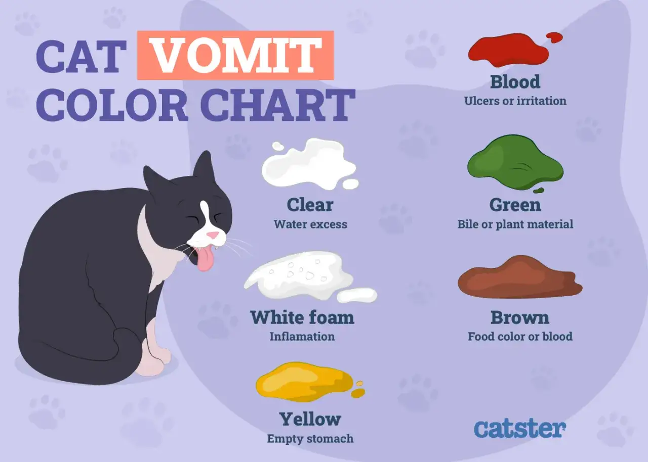 Kattspya i olika f&auml;rger. En svartvit katt hostar upp gult, vilket indikerar tom mage. Diagrammet visar &auml;ven blod, gr&ouml;nt, brunt och vitt skum.