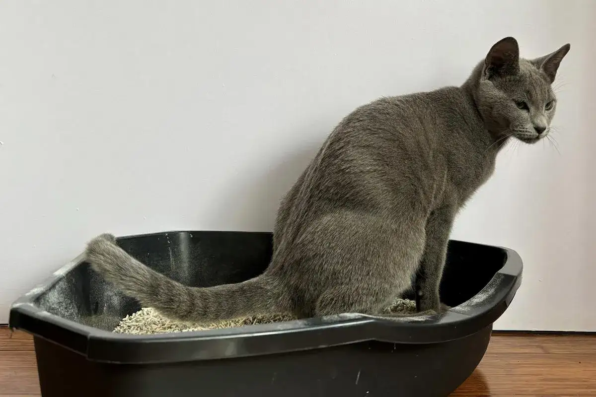 Grå katt sitter i en låda med sand, ser orolig ut. Hoppas att den här katt som inte kan kissa snart mår bättre.