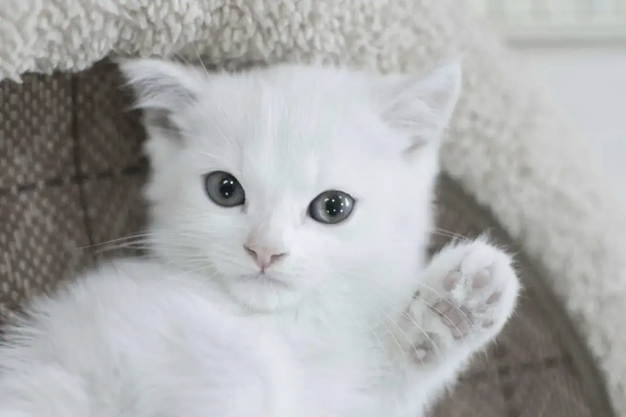 En söt vit bondkattunge vinkar med tassen. Undrar hur mycket kostar en bondkatt?