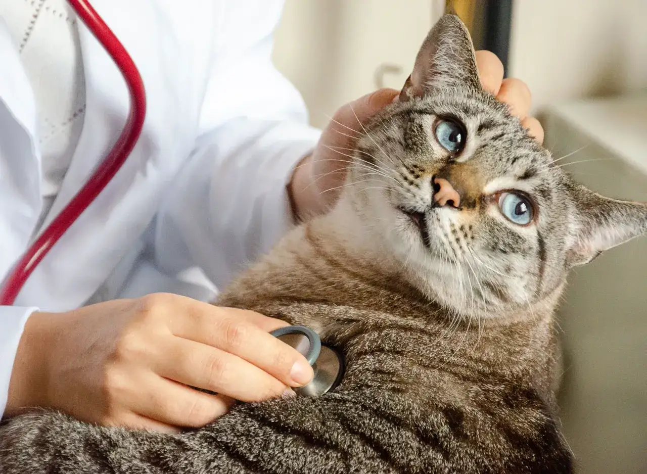 En veterin&auml;r lyssnar p&aring; en katts hj&auml;rta med stetoskop. Katten verkar lugn inf&ouml;r sin kommande kastrering.
