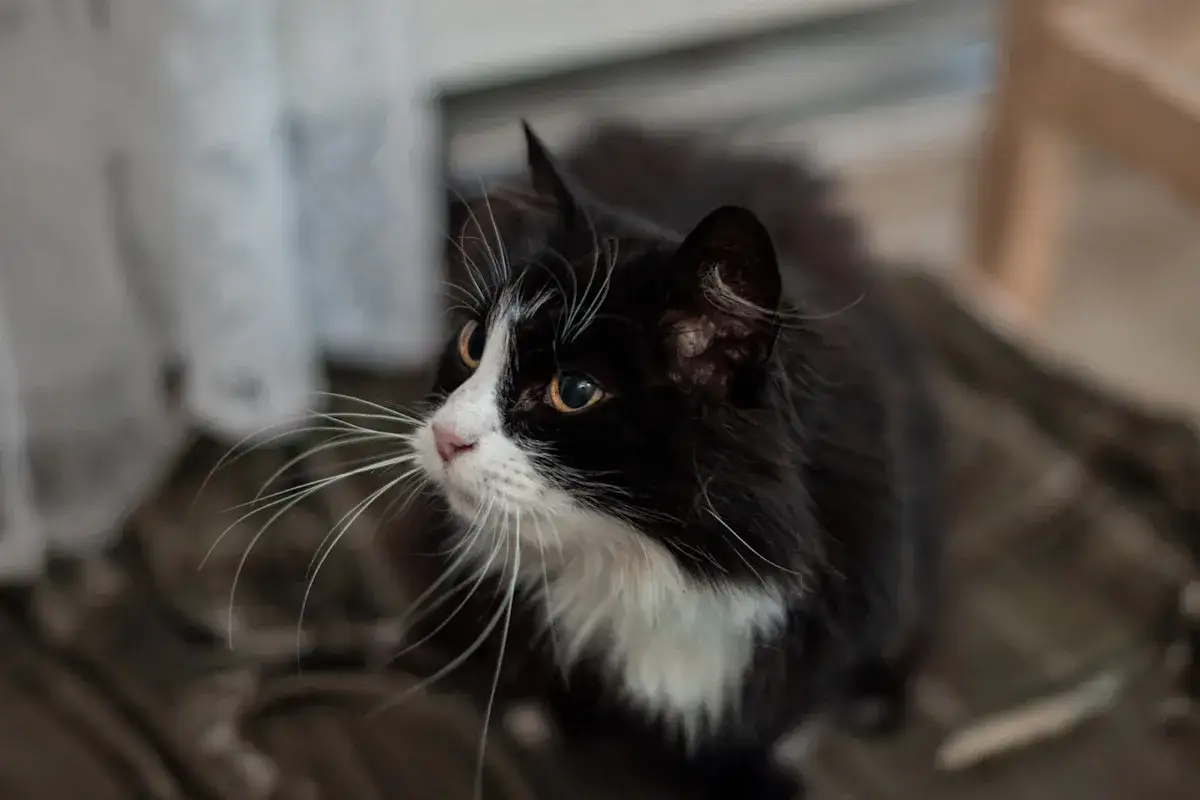 En gammal katt magrar, med sina l&aring;nga morrh&aring;r som str&auml;cker sig ut.