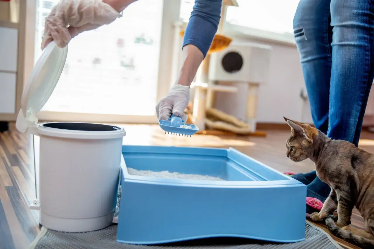 En person med handskar rengör en blå kattlåda med en spade. Bredvid står en katt och tittar. En luktfri kattlåda är viktig för trivseln.