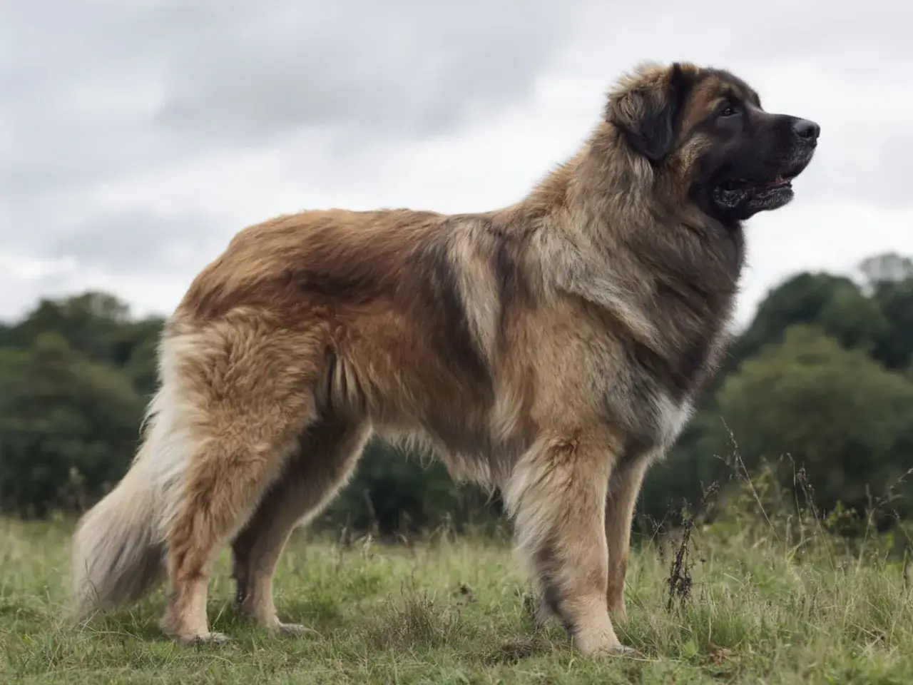 En ståtlig leonberger hund står i en grönskande äng med molnig himmel.
