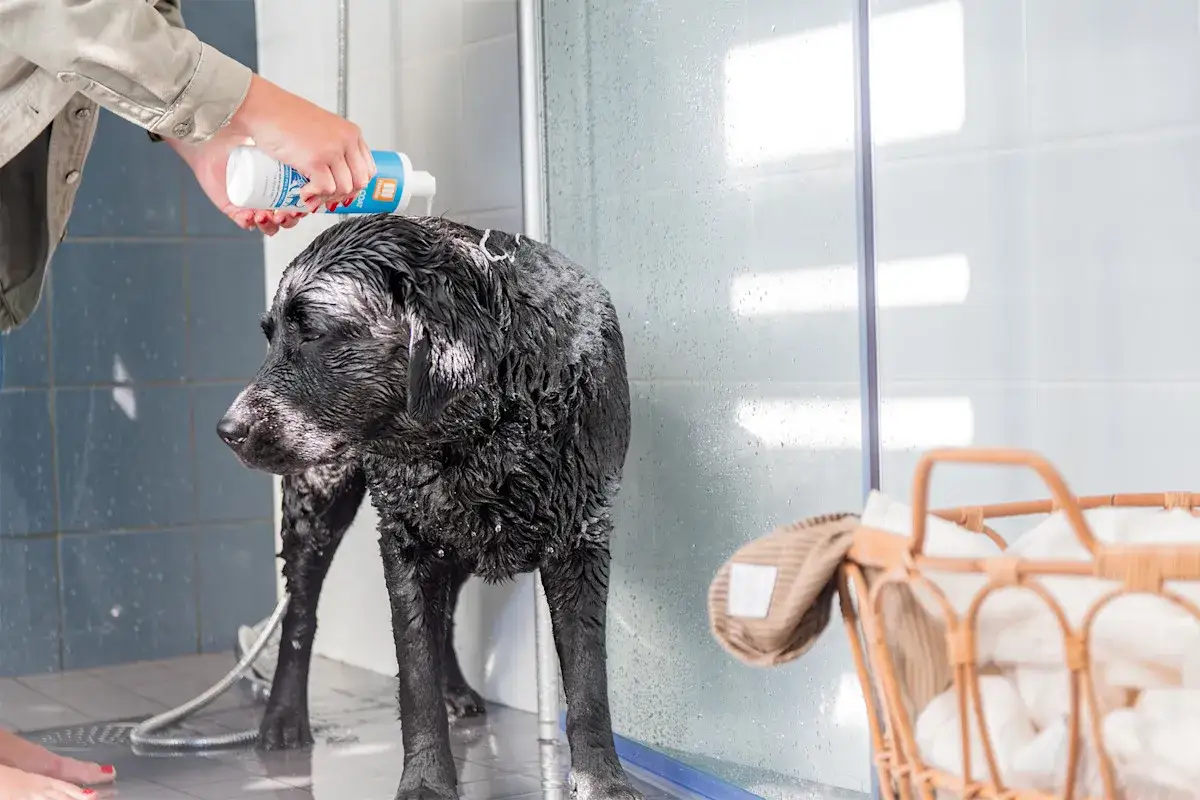 En person ger en bl&ouml;t, svart labrador schampo i duschen. Fr&aring;gan om hur ofta ska en hund duscha &auml;r relevant f&ouml;r att h&aring;lla p&auml;lsen frisk.