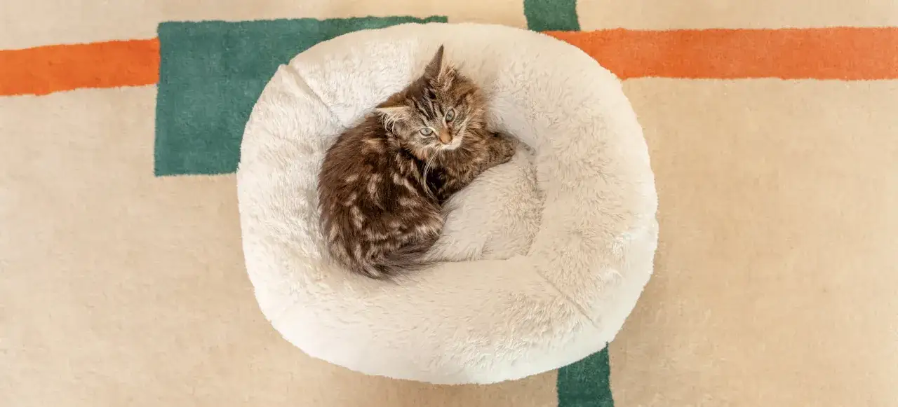 En s&ouml;t kattunge kurar ihop sig i en mjuk b&auml;dd. Kanske dags att skaffa en till katt?