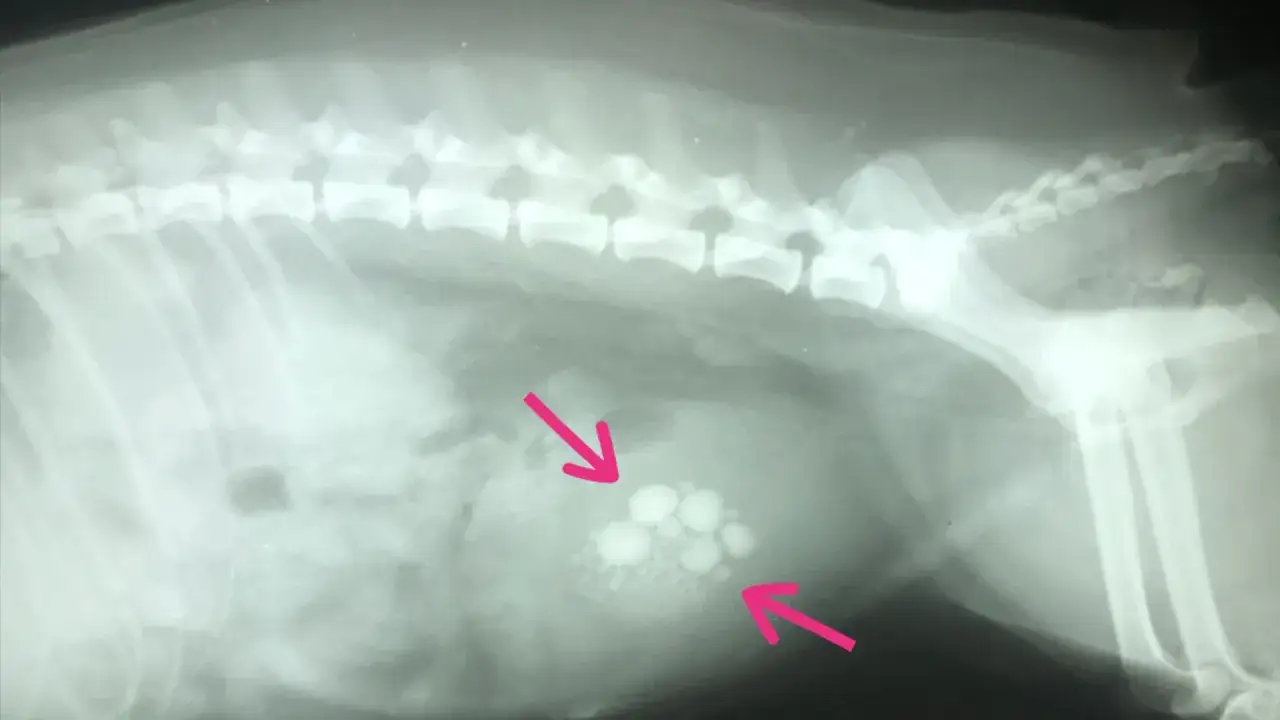 Röntgenbild av en hund som visar flera urinstenar i urinblåsan, markerade med rosa pilar.