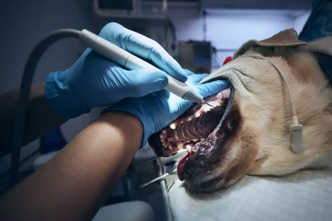 Veterinär undersöker hundens tänder, som kan ha karies.