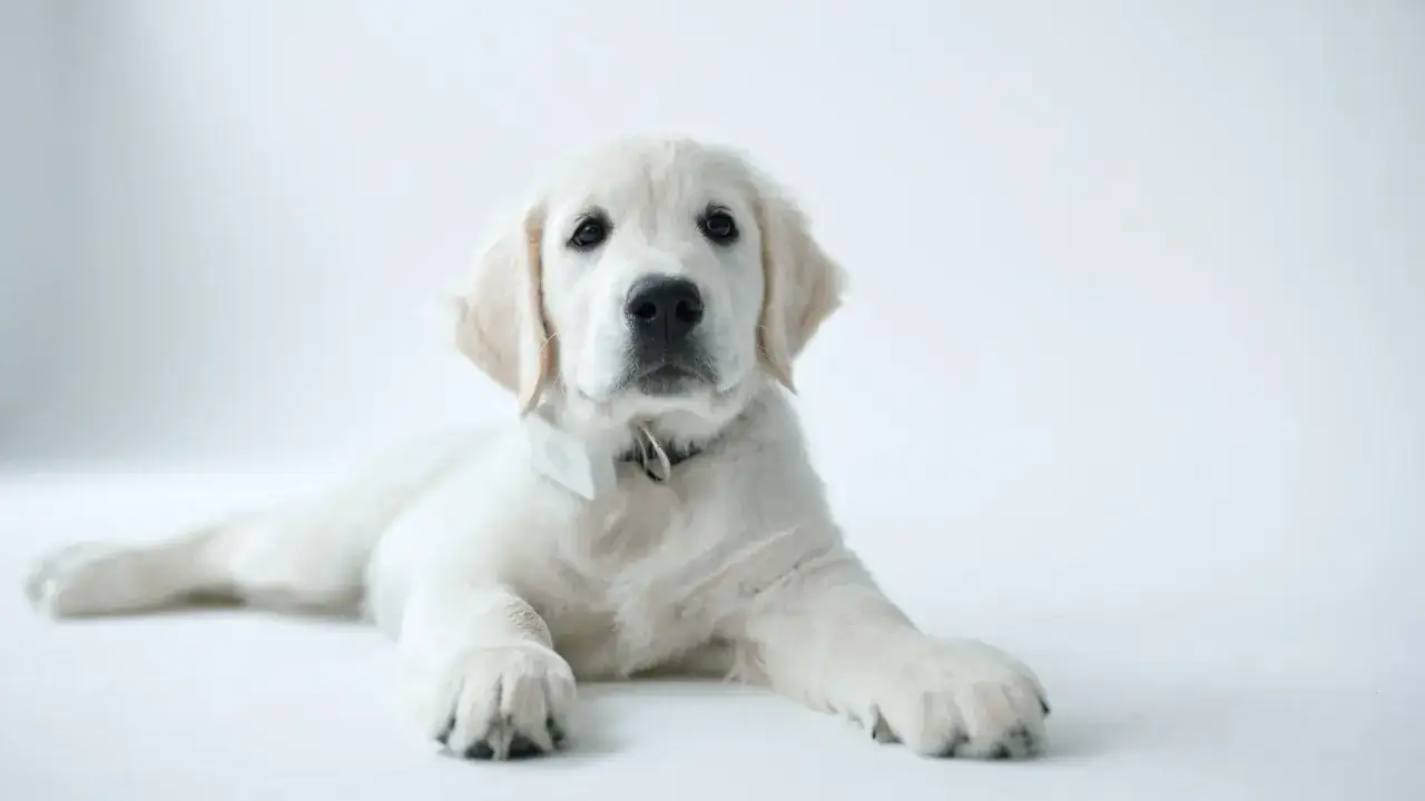 En söt golden retriever-valp ligger på ett vitt underlag och tittar rakt fram.