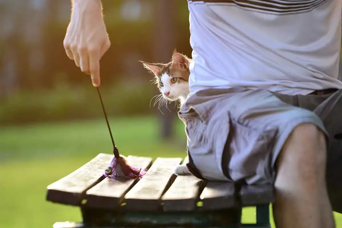 En nyfiken kattunge, 14 veckor gammal, kikar fram bakom en person som leker med en leksak.