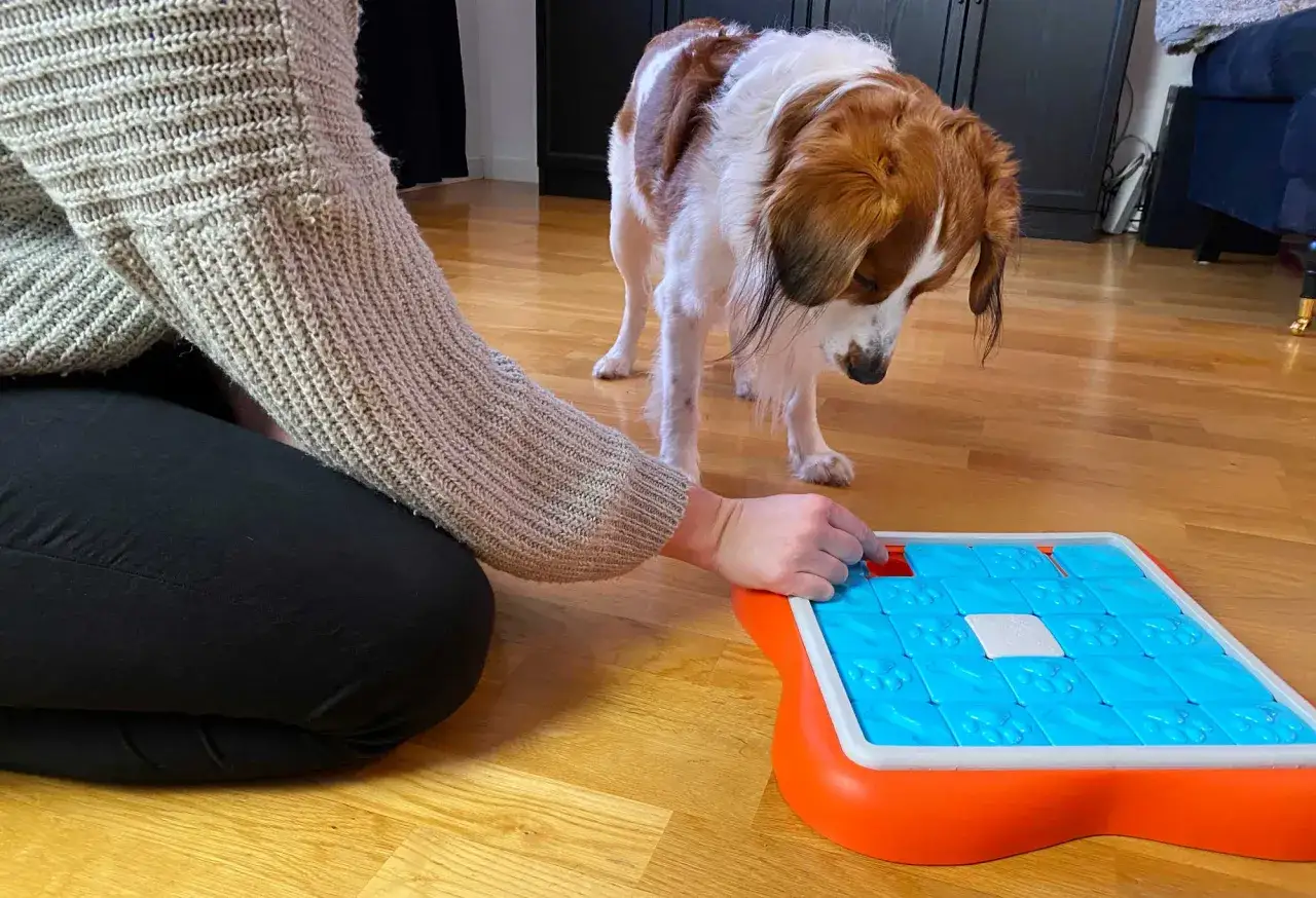 En person hjälper en valp med aktivering med en interaktiv leksak. Hunden tittar nyfiket på pusslet.