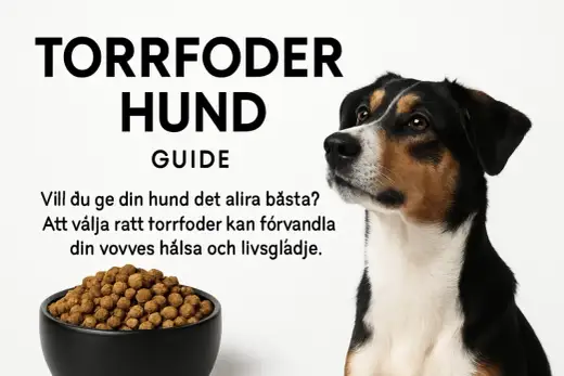 Bästa hundfoder för små hundar - Välj rätt & undvik misstag