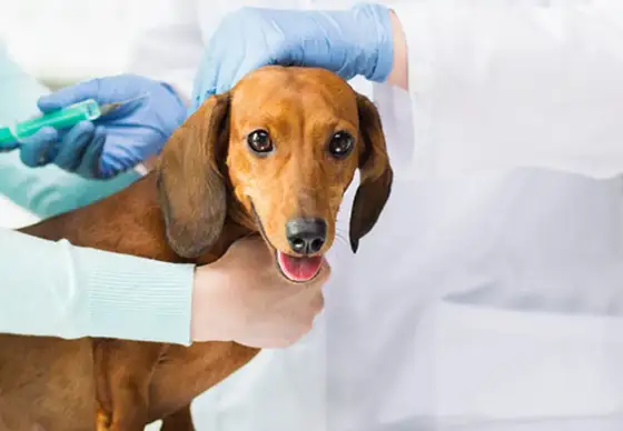 Hundvaccination – Så ofta behöver din hund vaccineras