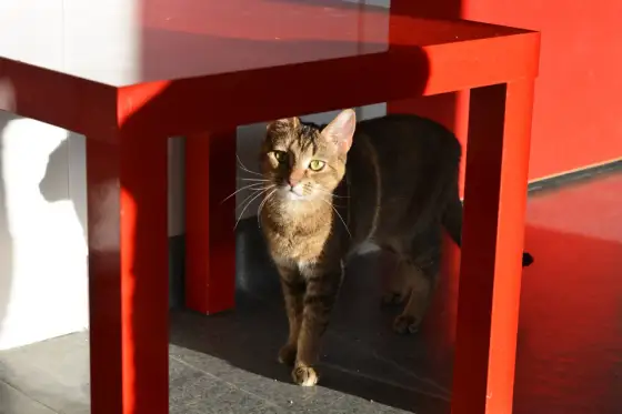 Innekattens behov - Skapa ett drömhem för din katt