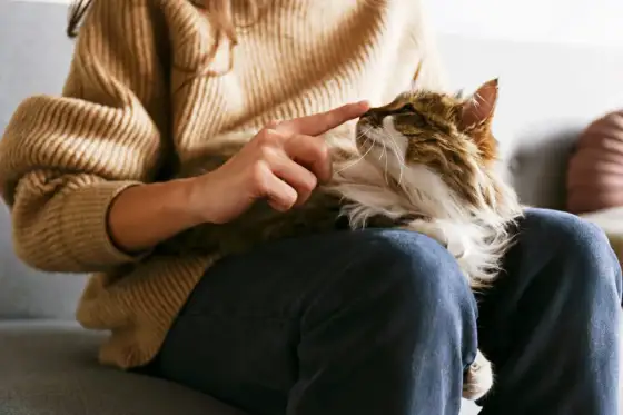 Katten kan inte kissa - Akut hjälp och förebyggande råd