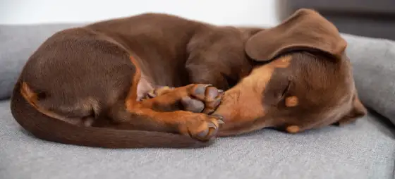 Hund sover på rygg - Trygghet, svalka eller något annat?