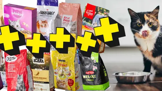 Kattungefoder bäst i test? Välj rätt för din kattunge!