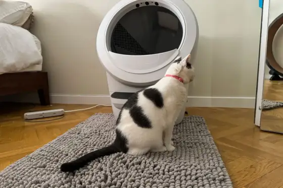 Kattlådematta – Välj rätt & slipp sand i hemmet!