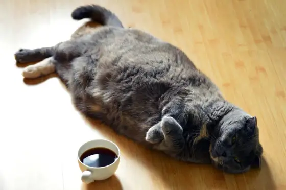 Överviktig katt? Så hjälper du den att banta säkert!