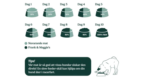 Schema för att byta foder hund över 10 dagar, från nuvarande mat till Frank & Maggie's. En hund äter ur en matskål.