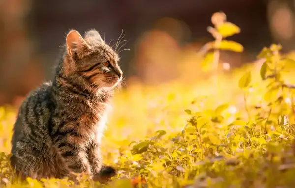 En randig katt sitter i solljus bland gula blommor. Den ser ut att ha ont i magen, som om en katt spyr gult.