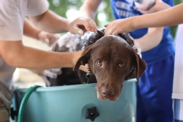 En brun labrador får en dusch. Frågan "hur ofta ska en hund duscha" är relevant när man ser hur nöjd hunden ser ut.