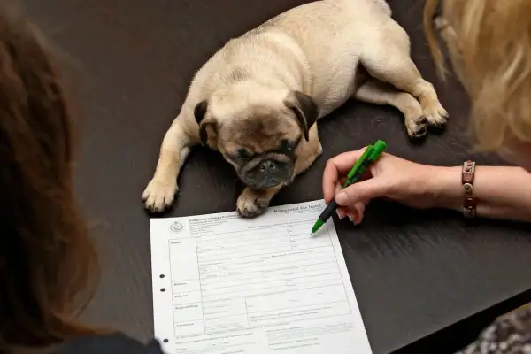 En söt mops ligger på ett bord medan en person skriver på ett köpekontrakt för hund.