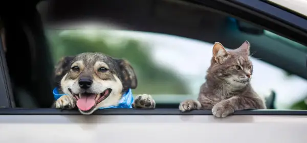 Glad hund med blått band och en katt tittar ut genom bilfönstret. De är redo att transportera valp i bil på äventyr.